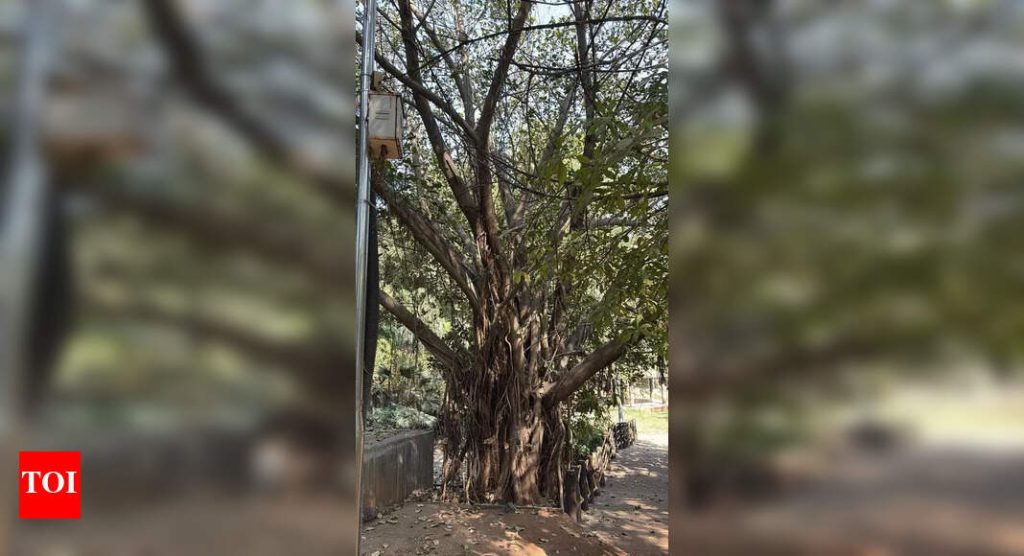 पुणेची हेरिटेजची झाडे वेगाने ग्राउंड गमावत आहेत