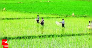 धरणातील पाणीसाठा शहरांकडे वळवण्यात आल्याने जलसंकट अधिक गंभीर होण्याचा इशारा शेतकरी देतात