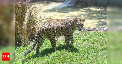 वाढत्या संघर्षांदरम्यान जुन्नर भारतामध्ये बिबट्याच्या जन्म नियंत्रणासाठी पुढाकार घेणार आहे