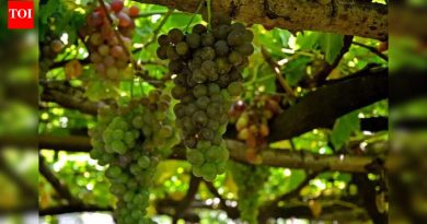 सिंगल डिजिट तापमानाचा फटका द्राक्षे, केळी आणि भाज्यांना बसला; ओसाड उत्पन्न देते