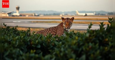 पुणे विमानतळावर पुन्हा बिबट्याचे दर्शन; वन विभाग सतर्क, सुरक्षेचा प्रश्न