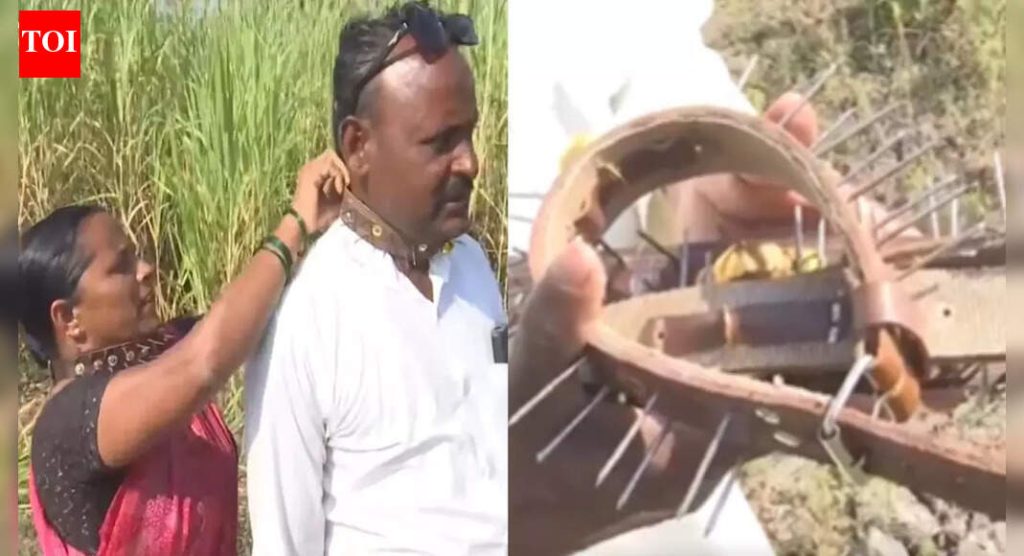 Pune: पिंपरखेड ग्रामस्थांनी बिबट्याच्या हल्ल्यापासून बचाव करण्यासाठी लोखंडी अणकुचीदार कॉलर लावले; दैनंदिन जीवन विस्कळीत