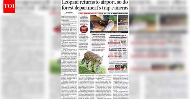 ‘पुणे विमानतळ बिबट्या’ पकडण्यासाठी वनविभागाने ट्रँक्विलायझर गनचा विचार केला.