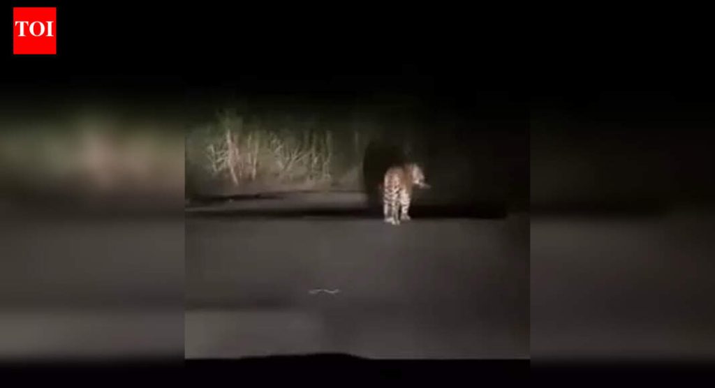 सोशल मीडियावर पोस्ट करण्यासाठी जुन्नरमध्ये ‘नाइट लेपर्ड सफारी’चा ट्रेंड वाढला; वन अधिकारी धोक्याचा इशारा देतात