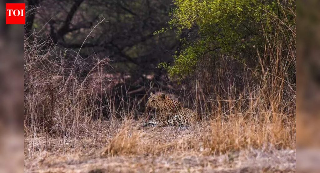 पश्चिम महाराष्ट्रात बिबट्याची गणना जितकी आव्हानात्मक आहे तितकीच महत्त्वाची: तज्ज्ञ