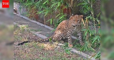 महाची बिबट्या नसबंदी चाचणी, भारतातील पहिली, पुण्यातील जुन्नर येथून 5 प्रौढ महिलांसह लवकरच सुरू होणार आहे.