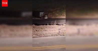 इंडिगोच्या संकटामुळे उड्डाणांच्या हालचाली कमी झाल्याने बिबट्या पुणे विमानतळावर परतला