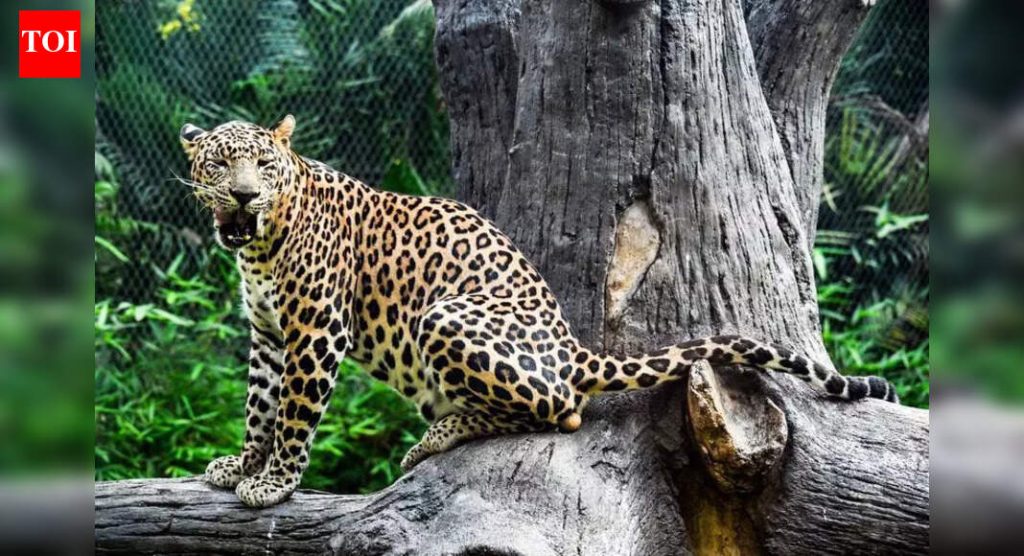 पुण्याजवळ बिबट्याच्या हल्ल्यातून बचावलेला ५ वर्षांचा बालक, बरा होण्यासाठी कोमातून बाहेर आला