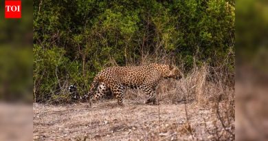 पुण्यातील जुन्नरमध्ये बिबट्याच्या हल्ल्यात 8 वर्षीय मुलाचा मृत्यू; ऑक्टोबरपासून चौथा मानवी बळी