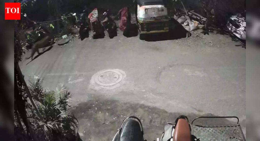 केशवनगर दर्शनानंतर एक दिवस कुंभारवाड्यात बिबट्या जवळच दिसला