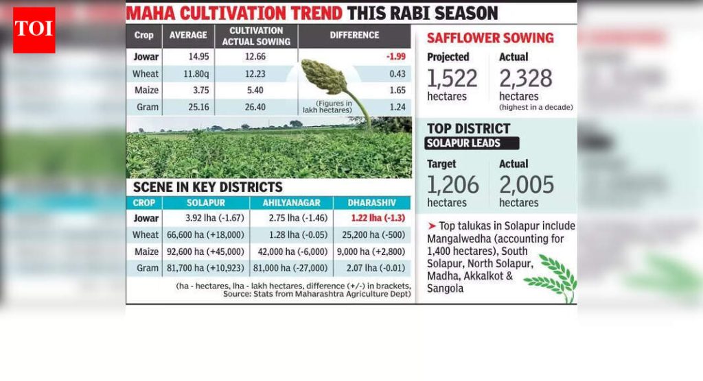 पुणे विभागात करडई पेरणीने उद्दिष्ट 150% ओलांडले, सोलापूरमध्ये वाढ