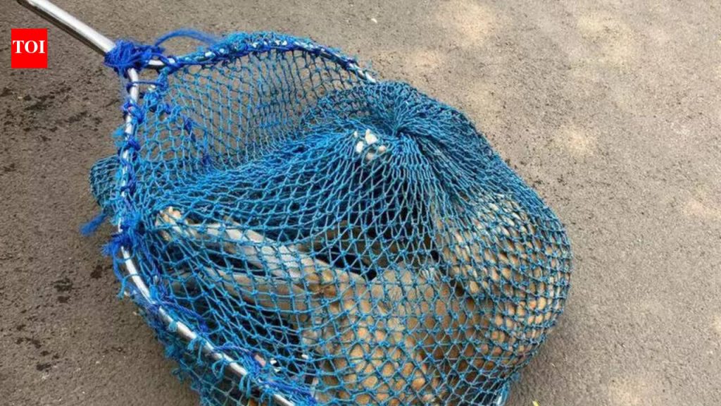 सायकल शर्यतीत सामुदायिक कुत्रे तासन्तास पीएमसी व्हॅनमध्ये ठेवल्याने संताप | पुणे बातम्या