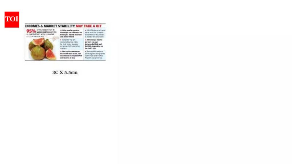 पुरंदरच्या अंजिरावर थंडीचा कडाका, शेतकऱ्यांचा आर्थिक ताण वाढला | पुणे बातम्या