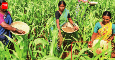 जमिनीचा तुकडा, भाजीपाला आणि बीडच्या महिलांनी केलेली शांत क्रांती