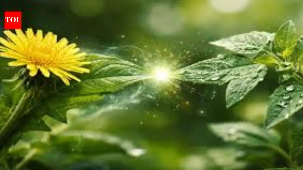 पुण्यातील इजा झाल्यानंतर वनस्पतींच्या पुनरुत्पादनाच्या मार्गाचे नकाशे अभ्यासा