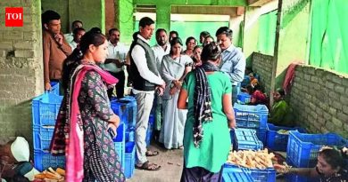 पुण्यातील पेरणे येथे महिलेचा स्वीट कॉर्नचा उपक्रम, ४५ जणांना रोजगार; स्वत: ची किंमत वाढवते