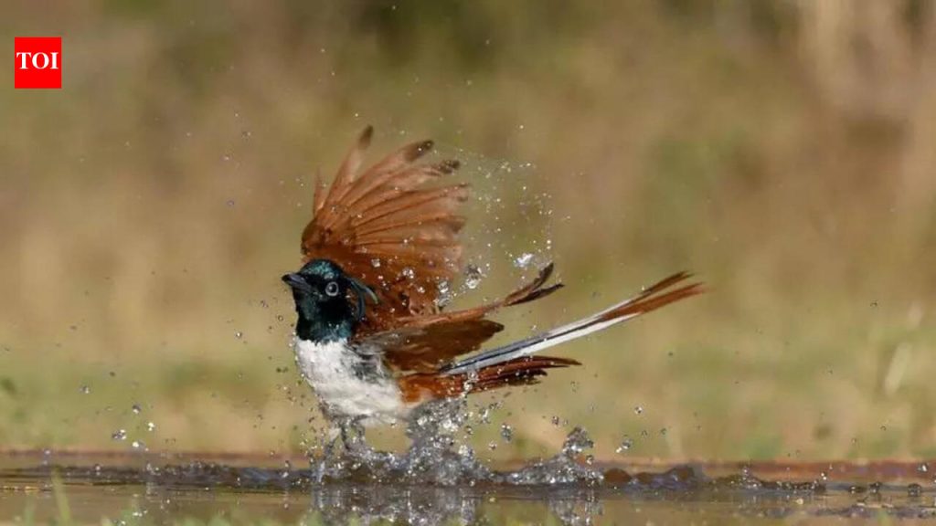 जुन्नर वनविभागातील जलकुंभ कोरडे, वन्यप्राणी मानवी वस्तीकडे झेपावले