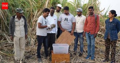 जुन्नरमध्ये बिबट्याच्या पिल्लांना त्यांच्या आईसोबत जोडण्याचा मूक प्रयत्न