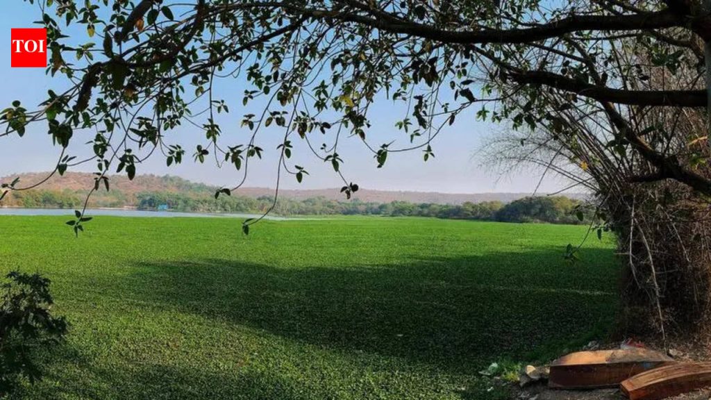 आमदारांनी उचलला जलकुंभाचा प्रश्न; सामूहिक प्रयत्नांसाठी जोर द्या