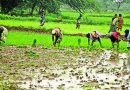 मान्सूनच्या पावसाने पुण्यातील भात रोपवाटिकांना संजीवनी दिली, शेतकऱ्यांनी शेततळे तयार करण्यास सुरुवात केली मान्सूनच्या पावसाने पुण्यातील भात रोपवाटिकांना संजीवनी दिली, शेतकऱ्यांनी शेततळे तयार करण्यास सुरुवात केली