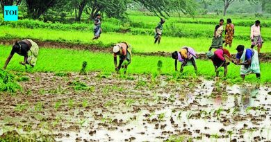 मान्सूनच्या पावसाने पुण्यातील भात रोपवाटिकांना संजीवनी दिली, शेतकऱ्यांनी शेततळे तयार करण्यास सुरुवात केली