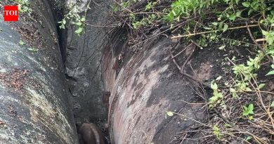 नाल्यांमध्ये अडकलेल्या गौरची वन पथकाने सुटका केली